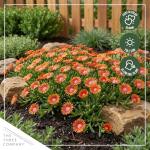 Live Delosperma Ice Plant 2-Pack – Fire Spinner – Drought Tolerant Groundcover Perennial, 6” Tall, 1 Qt Pot