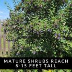 2 Downy Serviceberry Bush Plants for Growing - (Amelanchier arborea) Juneberry Bushes (2 Seedlings) - Hardy Edible Berry Shrubs for Backyard Gardens, Pollinator-Friendly, White Flowers
