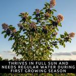 2 Downy Serviceberry Bush Plants for Growing - (Amelanchier arborea) Juneberry Bushes (2 Seedlings) - Hardy Edible Berry Shrubs for Backyard Gardens, Pollinator-Friendly, White Flowers