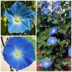 Seed Needs Heavenly Blue Morning Glory Seeds for Planting | 1,000+ Heirloom Seeds Ipomoea Tricolor Untreated Annual Flowering Seed | Vine Plant Produces Masses of 6" Wide Blue Blooms | Bulk