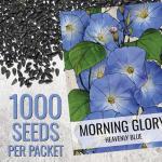 Seed Needs Heavenly Blue Morning Glory Seeds for Planting | 1,000+ Heirloom Seeds Ipomoea Tricolor Untreated Annual Flowering Seed | Vine Plant Produces Masses of 6" Wide Blue Blooms | Bulk