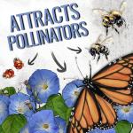 Seed Needs Heavenly Blue Morning Glory Seeds for Planting | 1,000+ Heirloom Seeds Ipomoea Tricolor Untreated Annual Flowering Seed | Vine Plant Produces Masses of 6" Wide Blue Blooms | Bulk