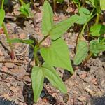 Seed Needs Heavenly Blue Morning Glory Seeds for Planting | 1,000+ Heirloom Seeds Ipomoea Tricolor Untreated Annual Flowering Seed | Vine Plant Produces Masses of 6" Wide Blue Blooms | Bulk