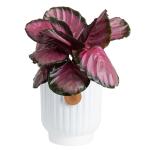 Costa Farms Calathea Pink Star Live Plant | 12-Inches Tall | Beautiful Potted Houseplant in Decorative Plant Pot, Potting Soil | Unique Garden or Birthday Gift | Room and Home Decor