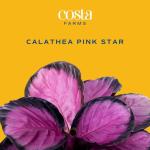 Costa Farms Calathea Pink Star Live Plant | 12-Inches Tall | Beautiful Potted Houseplant in Decorative Plant Pot, Potting Soil | Unique Garden or Birthday Gift | Room and Home Decor