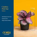 Costa Farms Calathea Pink Star Live Plant | 12-Inches Tall | Beautiful Potted Houseplant in Decorative Plant Pot, Potting Soil | Unique Garden or Birthday Gift | Room and Home Decor