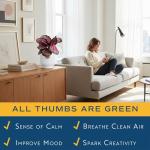 Costa Farms Calathea Pink Star Live Plant | 12-Inches Tall | Beautiful Potted Houseplant in Decorative Plant Pot, Potting Soil | Unique Garden or Birthday Gift | Room and Home Decor