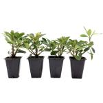4 Wheeler’s Dwarf Shrubs | Live Plants in 2.5-inch Nursery Cubes | Pittosporum Tobira Variety | Hardy Drought-Tolerant Evergreen | Compact Hedges and Bushes for Home and Garden Landscaping