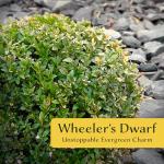4 Wheeler’s Dwarf Shrubs | Live Plants in 2.5-inch Nursery Cubes | Pittosporum Tobira Variety | Hardy Drought-Tolerant Evergreen | Compact Hedges and Bushes for Home and Garden Landscaping