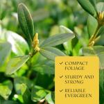 4 Wheeler’s Dwarf Shrubs | Live Plants in 2.5-inch Nursery Cubes | Pittosporum Tobira Variety | Hardy Drought-Tolerant Evergreen | Compact Hedges and Bushes for Home and Garden Landscaping
