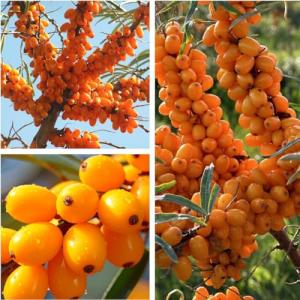 50PCS Sea Buckthorn Seeds Hippophae Rhamnoides Perennial Shrub Seeds Edible Fruit Tree Seeds Easy Grow Outdoor Indoor