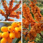 50PCS Sea Buckthorn Seeds Hippophae Rhamnoides Perennial Shrub Seeds Edible Fruit Tree Seeds Easy Grow Outdoor Indoor