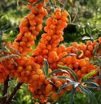 50PCS Sea Buckthorn Seeds Hippophae Rhamnoides Perennial Shrub Seeds Edible Fruit Tree Seeds Easy Grow Outdoor Indoor