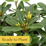 4 Wheeler’s Dwarf Shrubs | Live Plants in 2.5-inch Nursery Cubes | Pittosporum Tobira Variety | Hardy Drought-Tolerant Evergreen | Compact Hedges and Bushes for Home and Garden Landscaping