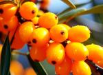 50PCS Sea Buckthorn Seeds Hippophae Rhamnoides Perennial Shrub Seeds Edible Fruit Tree Seeds Easy Grow Outdoor Indoor