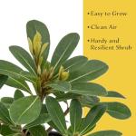 4 Wheeler’s Dwarf Shrubs | Live Plants in 2.5-inch Nursery Cubes | Pittosporum Tobira Variety | Hardy Drought-Tolerant Evergreen | Compact Hedges and Bushes for Home and Garden Landscaping