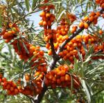 50PCS Sea Buckthorn Seeds Hippophae Rhamnoides Perennial Shrub Seeds Edible Fruit Tree Seeds Easy Grow Outdoor Indoor