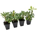 4 Wheeler’s Dwarf Shrubs | Live Plants in 2.5-inch Nursery Cubes | Pittosporum Tobira Variety | Hardy Drought-Tolerant Evergreen | Compact Hedges and Bushes for Home and Garden Landscaping