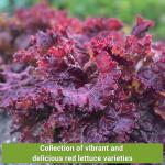 Sow Right Seeds - Red Lettuce Seed Collection for Planting - Romaine, Salad Bowl, Lolla Rosa - Non-GMO Heirloom Vegetable Varieties - Ideal for Spring or Fall Planting & Hydroponics - Tasty Greens