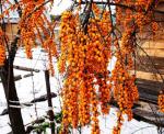 50PCS Sea Buckthorn Seeds Hippophae Rhamnoides Perennial Shrub Seeds Edible Fruit Tree Seeds Easy Grow Outdoor Indoor