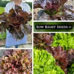 Sow Right Seeds - Red Lettuce Seed Collection for Planting - Romaine, Salad Bowl, Lolla Rosa - Non-GMO Heirloom Vegetable Varieties - Ideal for Spring or Fall Planting & Hydroponics - Tasty Greens