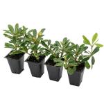 4 Wheeler’s Dwarf Shrubs | Live Plants in 2.5-inch Nursery Cubes | Pittosporum Tobira Variety | Hardy Drought-Tolerant Evergreen | Compact Hedges and Bushes for Home and Garden Landscaping