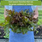 Sow Right Seeds - Red Lettuce Seed Collection for Planting - Romaine, Salad Bowl, Lolla Rosa - Non-GMO Heirloom Vegetable Varieties - Ideal for Spring or Fall Planting & Hydroponics - Tasty Greens