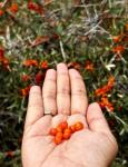 50PCS Sea Buckthorn Seeds Hippophae Rhamnoides Perennial Shrub Seeds Edible Fruit Tree Seeds Easy Grow Outdoor Indoor