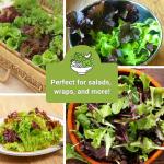 Sow Right Seeds - Red Lettuce Seed Collection for Planting - Romaine, Salad Bowl, Lolla Rosa - Non-GMO Heirloom Vegetable Varieties - Ideal for Spring or Fall Planting & Hydroponics - Tasty Greens