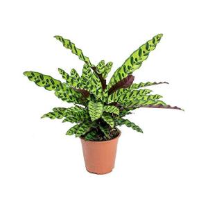 Rattlesnake Live Plant Calathea lancifolia Easy House Plant 4" Pot Indoor - USA_Mall