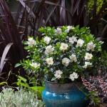 Frostproof Gardenia, 1 Gallon