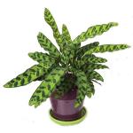 Rattlesnake Live Plant Calathea lancifolia Easy House Plant 4" Pot Indoor - USA_Mall