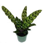 Rattlesnake Live Plant Calathea lancifolia Easy House Plant 4" Pot Indoor - USA_Mall