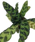 Rattlesnake Live Plant Calathea lancifolia Easy House Plant 4" Pot Indoor - USA_Mall