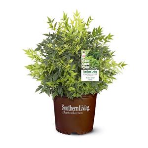 Southern Living 2.5 Qt. Lemon Lime Nandina Shrub