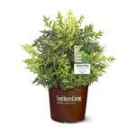 Southern Living 2.5 Qt. Lemon Lime Nandina Shrub