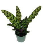 Rattlesnake Live Plant Calathea lancifolia Easy House Plant 4" Pot Indoor - USA_Mall