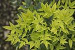 Southern Living 2.5 Qt. Lemon Lime Nandina Shrub