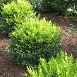 Southern Living 2.5 Qt. Lemon Lime Nandina Shrub