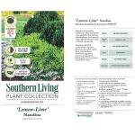 Southern Living 2.5 Qt. Lemon Lime Nandina Shrub
