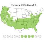 Southern Living 2.5 Qt. Lemon Lime Nandina Shrub