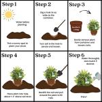 Southern Living 2.5 Qt. Lemon Lime Nandina Shrub