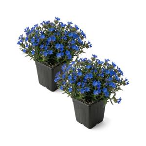 Live Lithodora 2-Pack – Blue – Evergreen Groundcover Perennial, Spring Flowers, 6” Tall, 1 Qt Pot