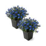 Live Lithodora 2-Pack – Blue – Evergreen Groundcover Perennial, Spring Flowers, 6” Tall, 1 Qt Pot