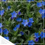 Live Lithodora 2-Pack – Blue – Evergreen Groundcover Perennial, Spring Flowers, 6” Tall, 1 Qt Pot