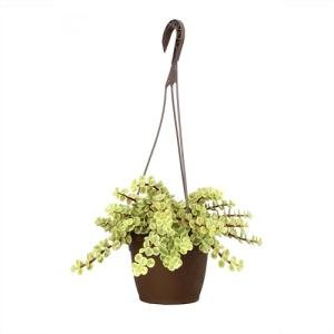 Variegated Portulacaria Elephant Bush Succulent Plant Hanging Basket, Pet Friendly Live Indoor Plants & Succulents, Real Houseplant, Non-Toxic Houseplants for Home or Office
