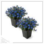 Live Lithodora 2-Pack – Blue – Evergreen Groundcover Perennial, Spring Flowers, 6” Tall, 1 Qt Pot