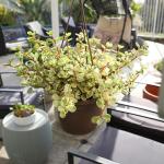 Variegated Portulacaria Elephant Bush Succulent Plant Hanging Basket, Pet Friendly Live Indoor Plants & Succulents, Real Houseplant, Non-Toxic Houseplants for Home or Office