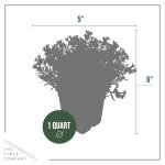 Live Lithodora 2-Pack – Blue – Evergreen Groundcover Perennial, Spring Flowers, 6” Tall, 1 Qt Pot