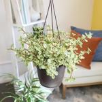 Variegated Portulacaria Elephant Bush Succulent Plant Hanging Basket, Pet Friendly Live Indoor Plants & Succulents, Real Houseplant, Non-Toxic Houseplants for Home or Office